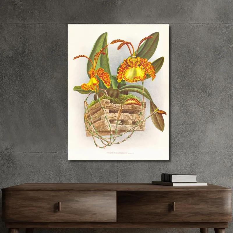 Botanische Illustrationen Oncidium Kramerianum Jean Jules Linden