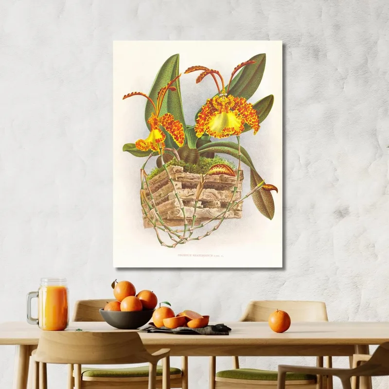 Botanische Illustrationen Oncidium Kramerianum Jean Jules Linden