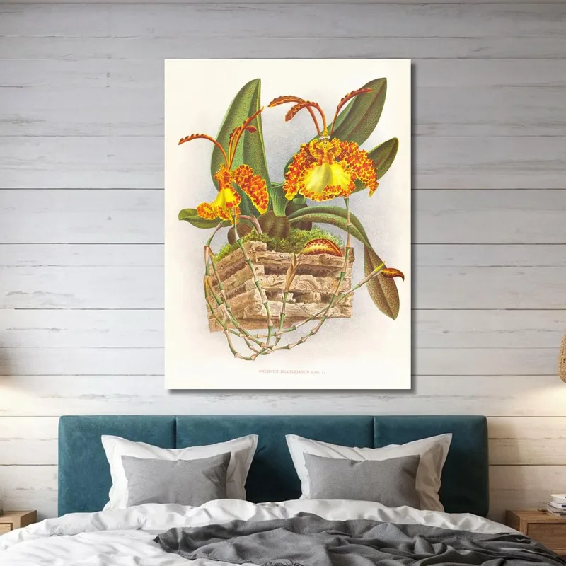 Botanische Illustrationen Oncidium Kramerianum Jean Jules Linden