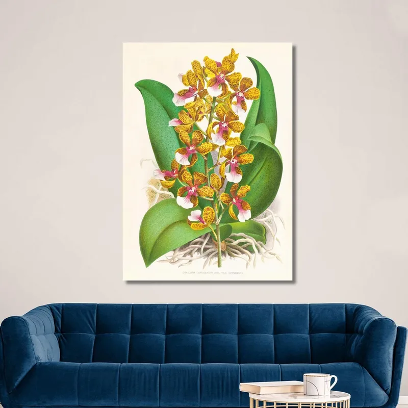 Botanische Illustrationen Oncidium Lannceanum Jean Jules Linden