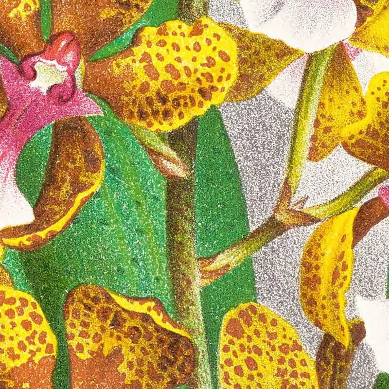Botanische Illustrationen Oncidium Lannceanum Jean Jules Linden