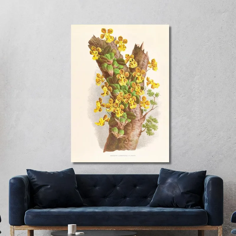 Botanische Illustrationen Oncidium Limminghei Jean Jules Linden