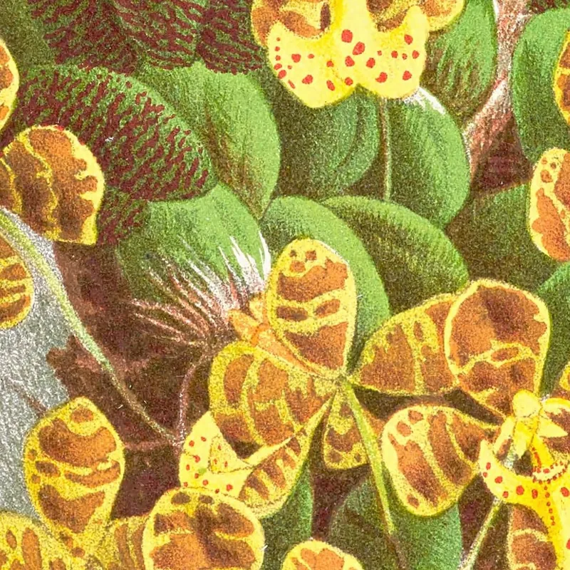 Botanische Illustrationen Oncidium Limminghei Jean Jules Linden