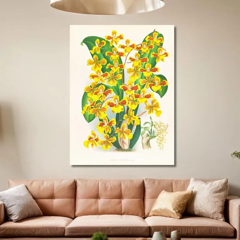 Illustrations Botaniques  Oncidium Sarcodes Jean Jules Linden