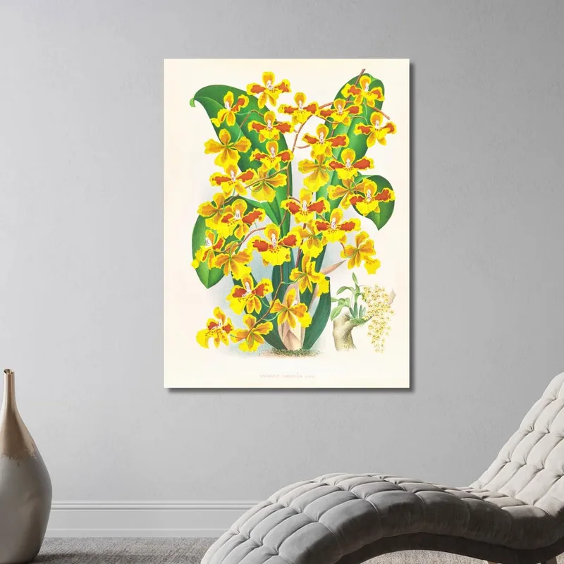 Illustrations Botaniques  Oncidium Sarcodes Jean Jules Linden