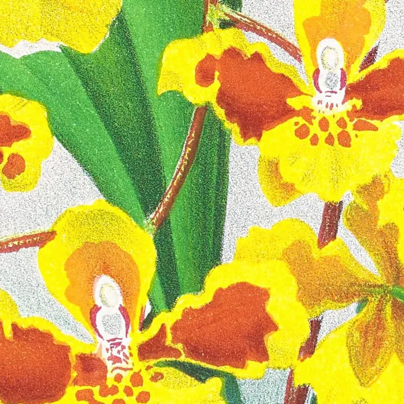 Illustrations Botaniques  Oncidium Sarcodes Jean Jules Linden