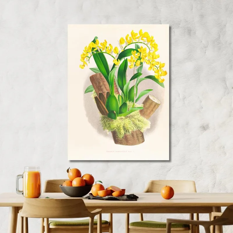 Botanische Illustrationen Oncidium Warscewiczi Jean Jules Linden