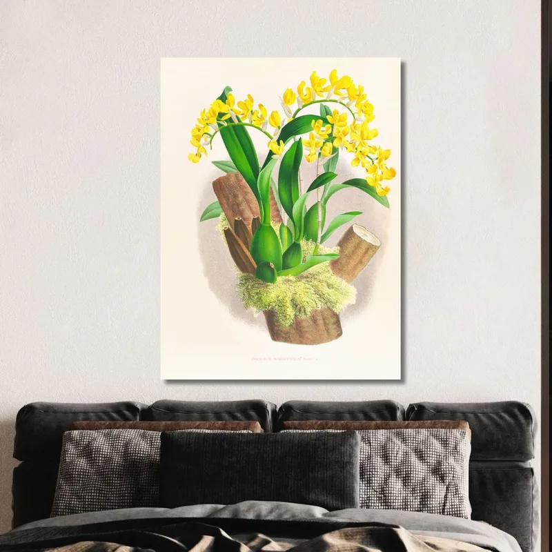 Botanische Illustrationen Oncidium Warscewiczi Jean Jules Linden