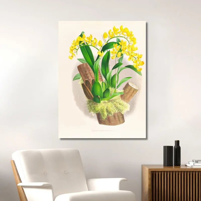 Botanische Illustrationen Oncidium Warscewiczi Jean Jules Linden