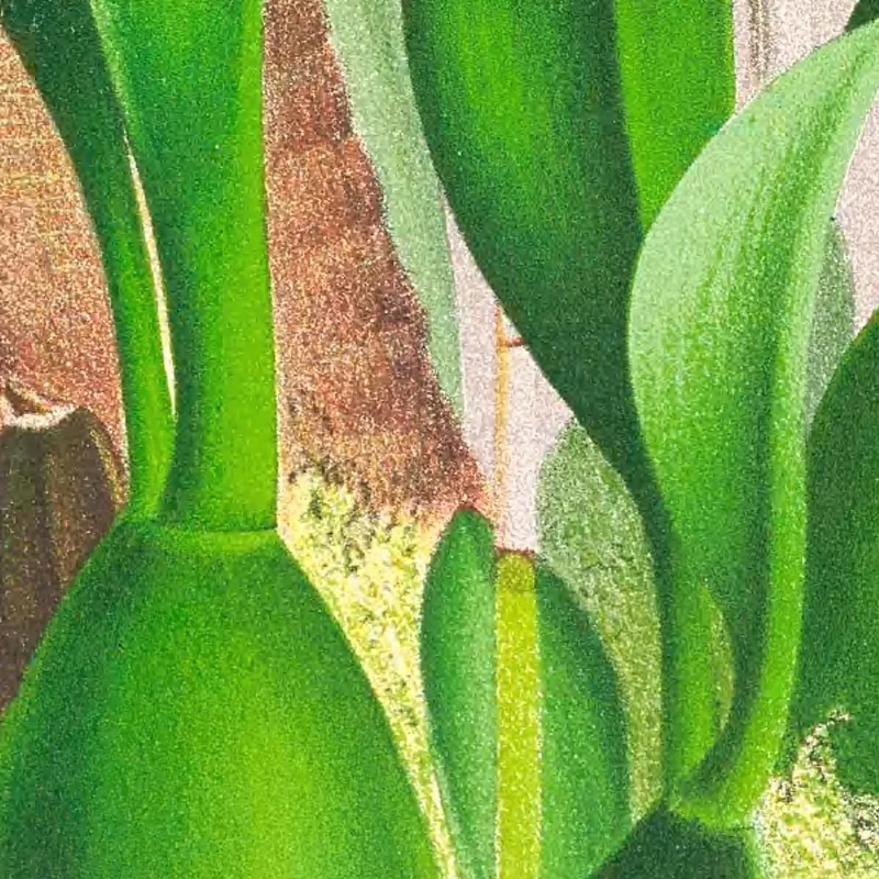 Botanische Illustrationen Oncidium Warscewiczi Jean Jules Linden