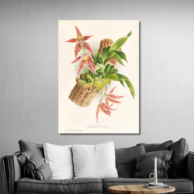 Botanical Illustrations Paphinia Randi Paphinia Cristata Jean Jules Linden