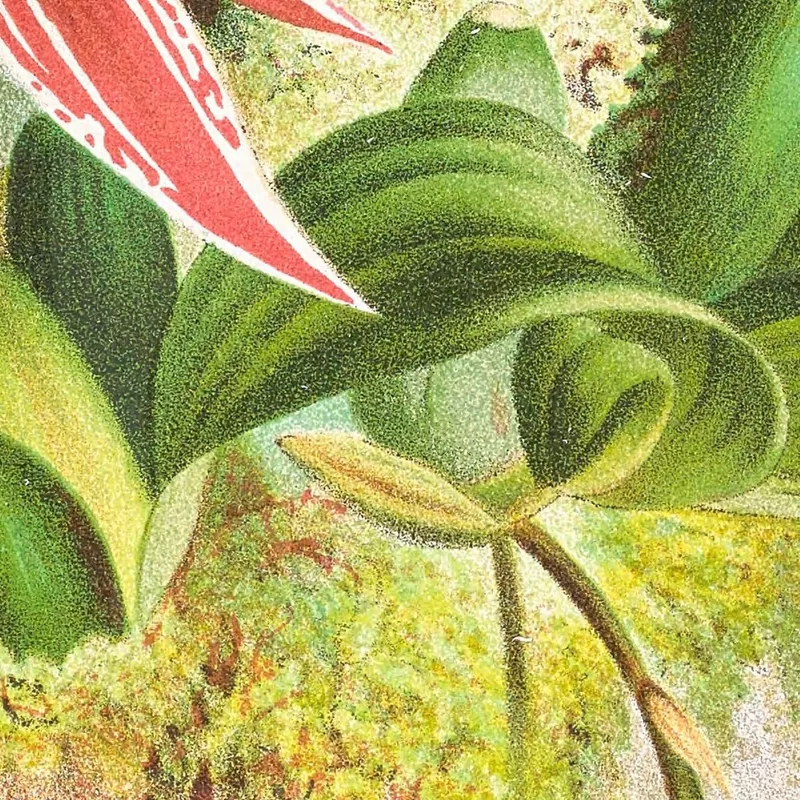 Botanical Illustrations Paphinia Randi Paphinia Cristata Jean Jules Linden