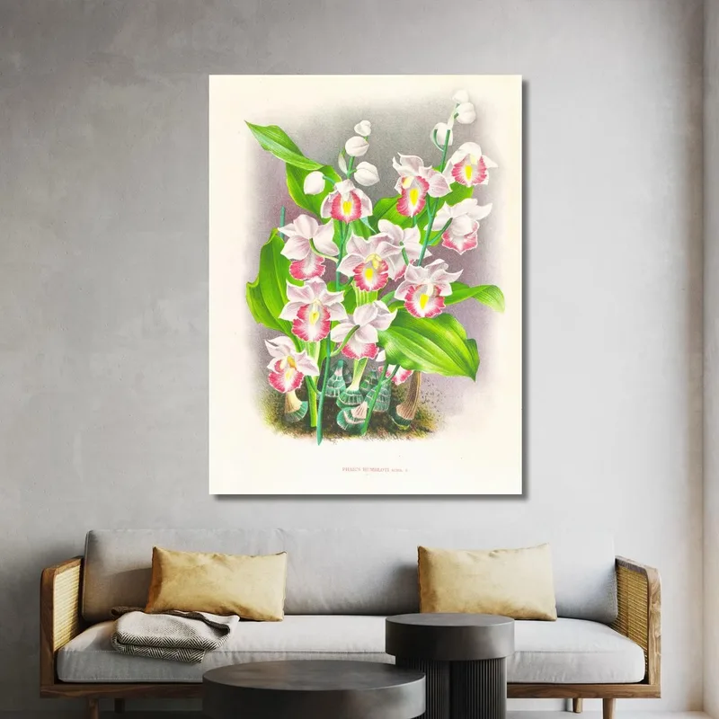 Botanische Illustrationen Phaius Humbloti Jean Jules Linden