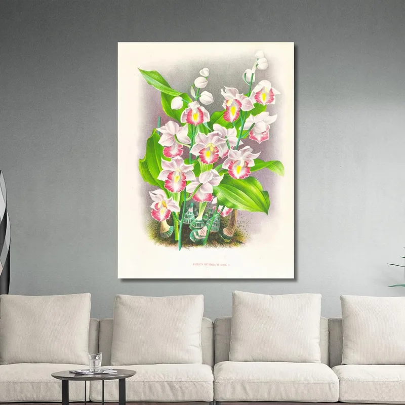 Botanische Illustrationen Phaius Humbloti Jean Jules Linden