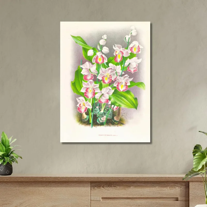 Botanische Illustrationen Phaius Humbloti Jean Jules Linden