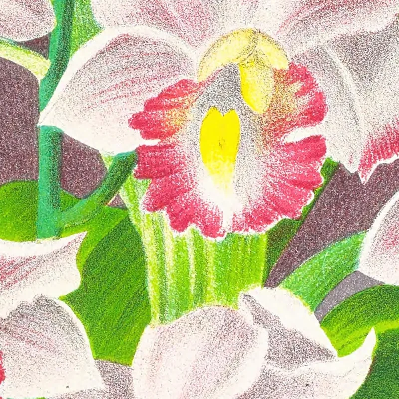 Botanische Illustrationen Phaius Humbloti Jean Jules Linden