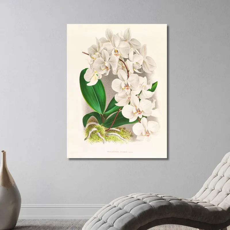 Botanische Illustrationen Phalaenopsis Amabilis Jean Jules Linden