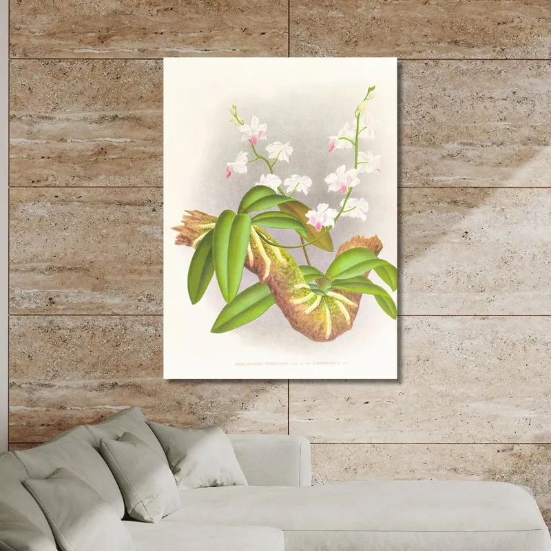 Botanical Illustrations Phalaenopsis Esmeralda Var Candidula Jean Jules Linden