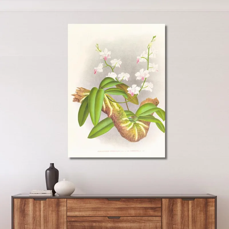 Botanical Illustrations Phalaenopsis Esmeralda Var Candidula Jean Jules Linden