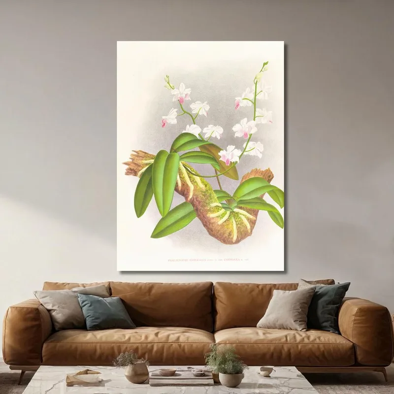 Botanical Illustrations Phalaenopsis Esmeralda Var Candidula Jean Jules Linden