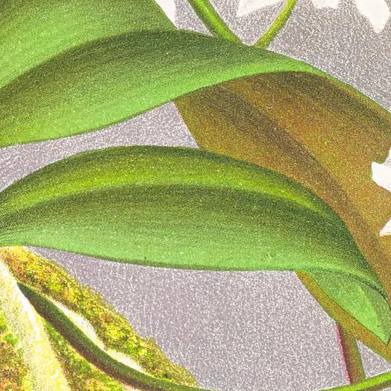 Botanical Illustrations Phalaenopsis Esmeralda Var Candidula Jean Jules Linden