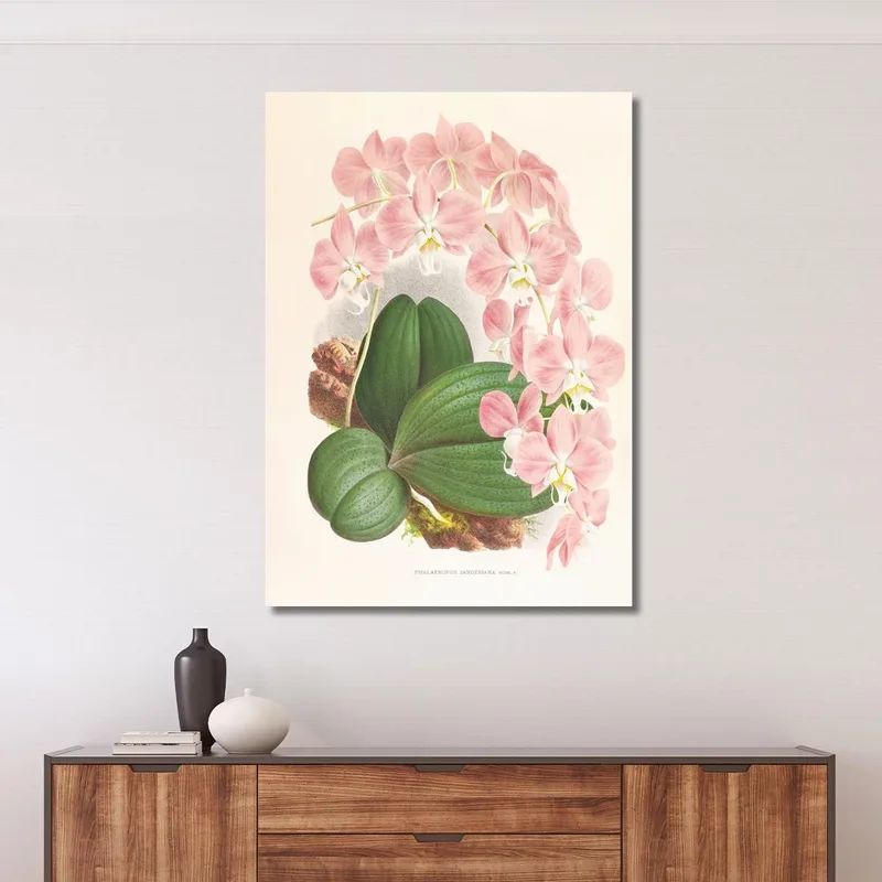 Botanische Illustrationen Phalaenopsis Sanderiana Jean Jules Linden