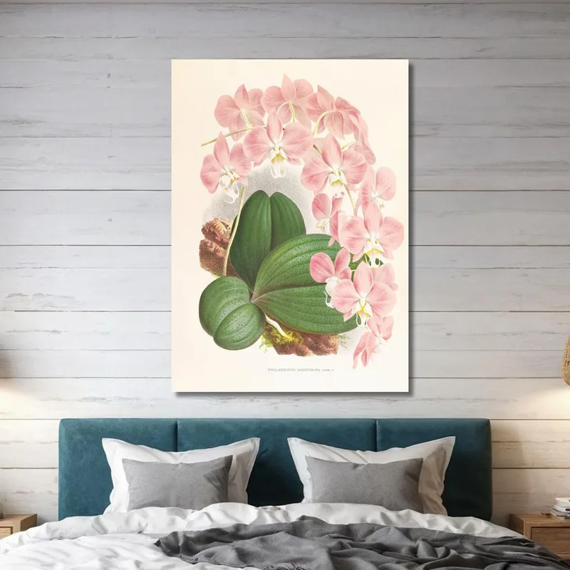 Botanische Illustrationen Phalaenopsis Sanderiana Jean Jules Linden