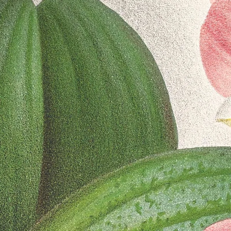 Botanische Illustrationen Phalaenopsis Sanderiana Jean Jules Linden