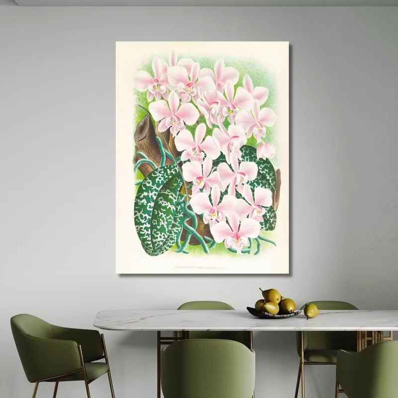 Botanische Illustrationen Phalaenopsis Schilleriana Jean Jules Linden