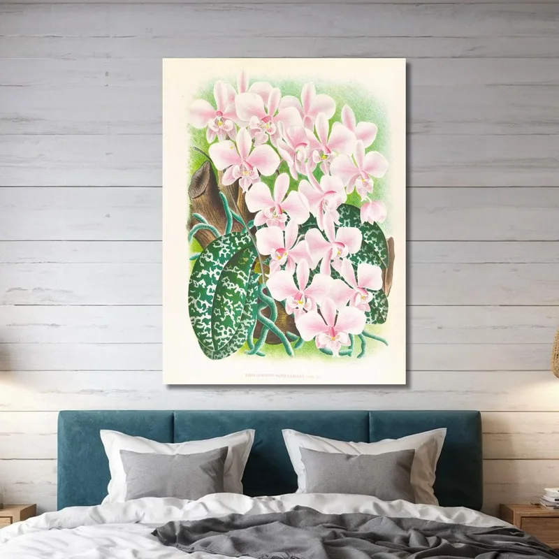 Botanische Illustrationen Phalaenopsis Schilleriana Jean Jules Linden