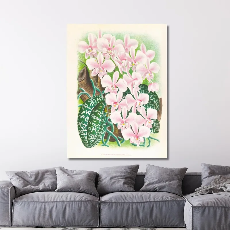 Botanische Illustrationen Phalaenopsis Schilleriana Jean Jules Linden
