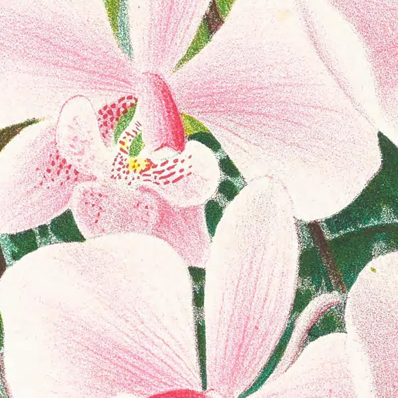 Botanische Illustrationen Phalaenopsis Schilleriana Jean Jules Linden