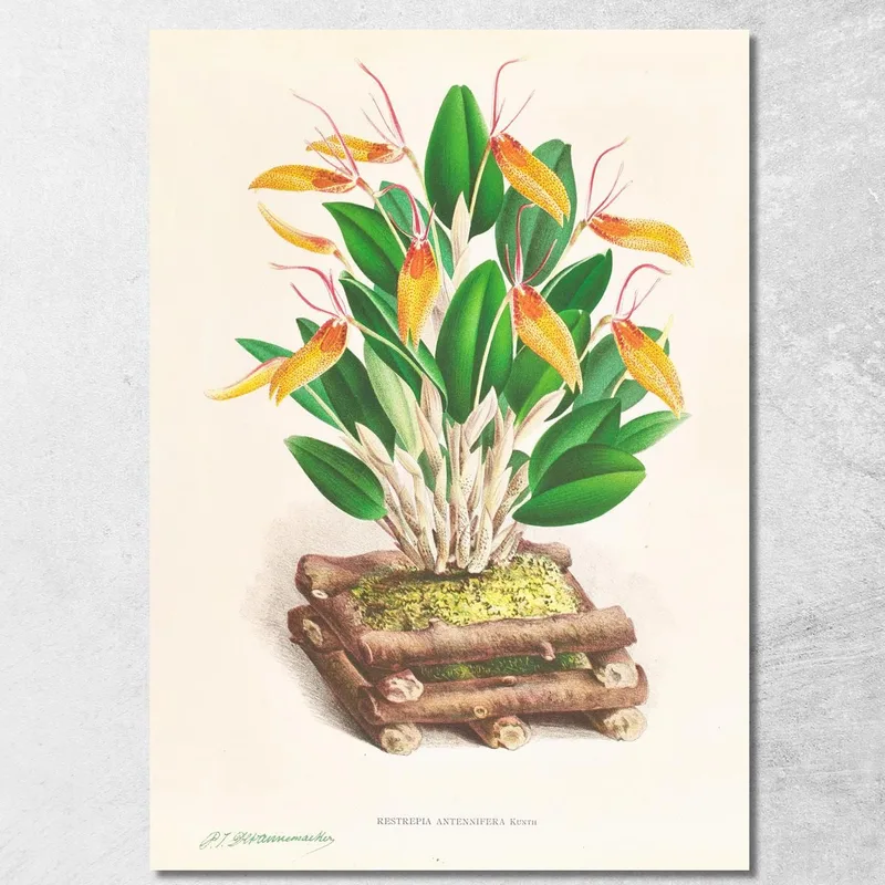 Illustrazioni Botaniche Restrepia Antennifera Jean Jules Linden quadro stampa su tela