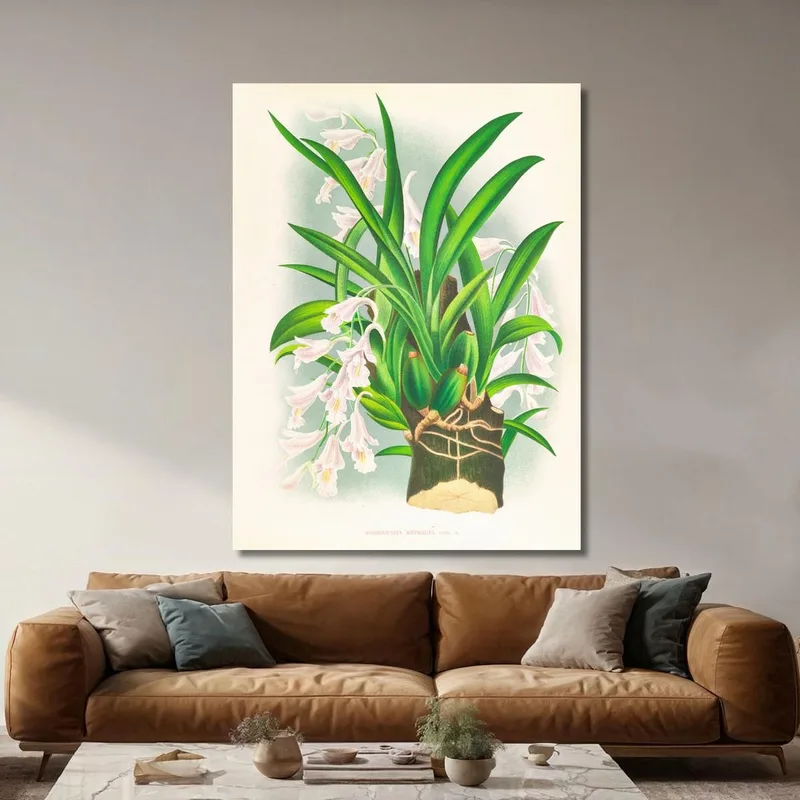 Botanical Illustrations Rodriguezia Refracta Jean Jules Linden