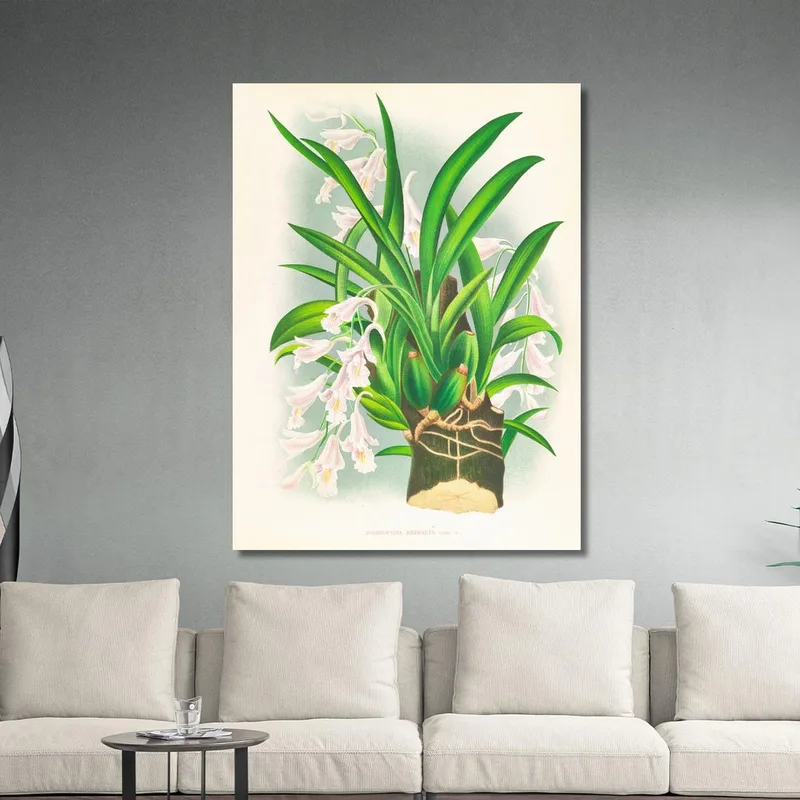 Botanical Illustrations Rodriguezia Refracta Jean Jules Linden