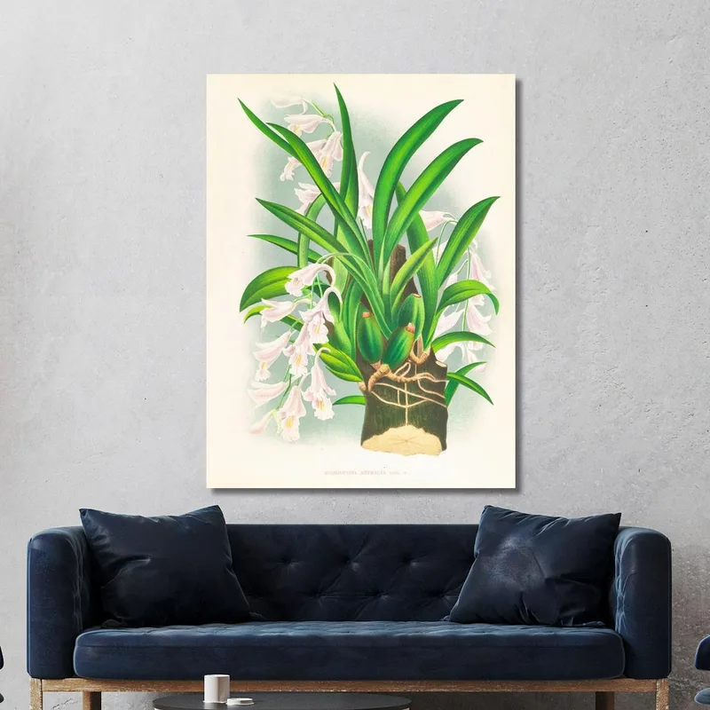 Botanical Illustrations Rodriguezia Refracta Jean Jules Linden