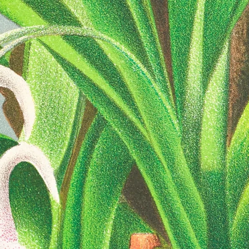 Botanical Illustrations Rodriguezia Refracta Jean Jules Linden