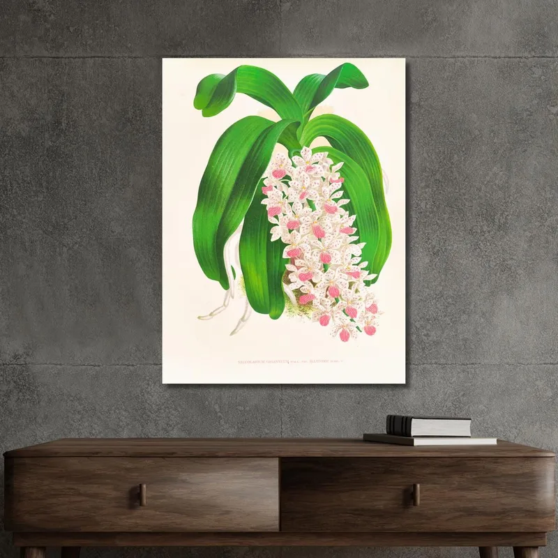 Botanische Illustrationen Saccolabium Giganteum Var Illustre Jean Jules Linden