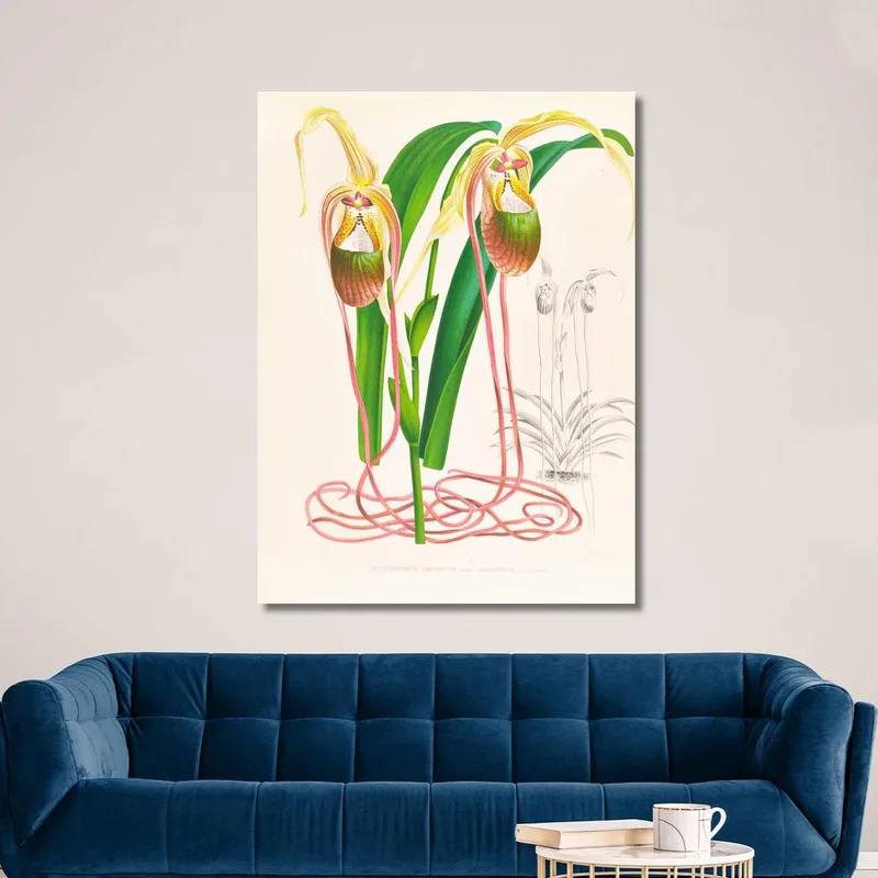 Botanische Illustrationen Selenipedium Caudatum Jean Jules Linden