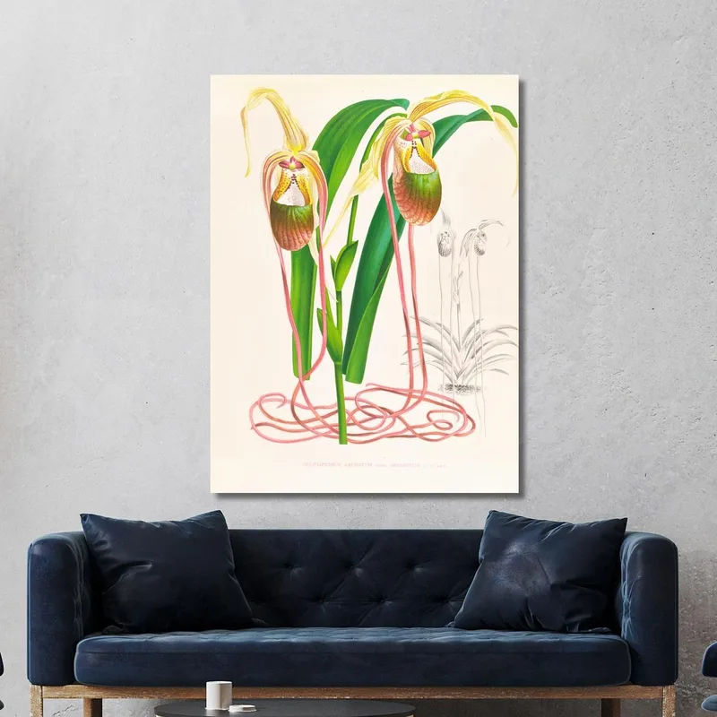 Botanische Illustrationen Selenipedium Caudatum Jean Jules Linden