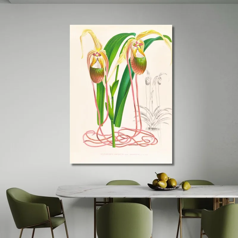 Botanische Illustrationen Selenipedium Caudatum Jean Jules Linden