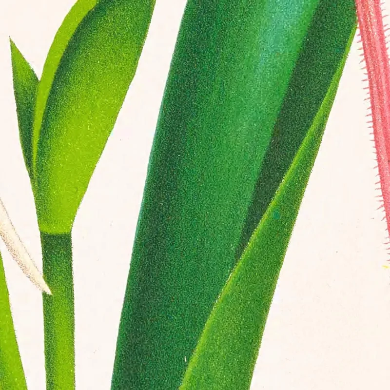 Botanische Illustrationen Selenipedium Caudatum Jean Jules Linden