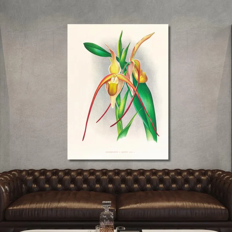 Botanical Illustrations Selenipedium Grande Jean Jules Linden