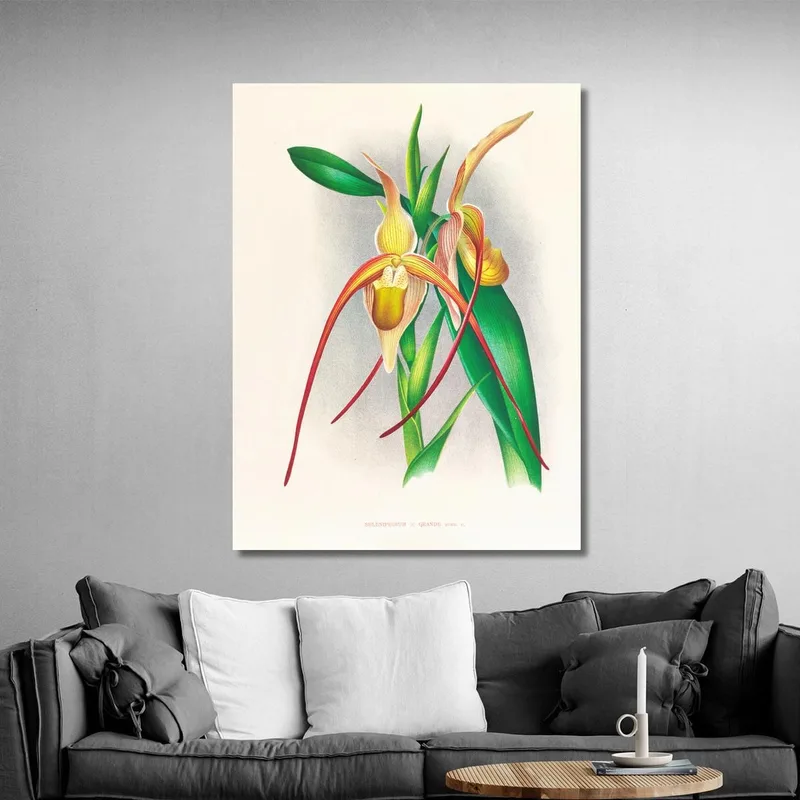 Botanical Illustrations Selenipedium Grande Jean Jules Linden