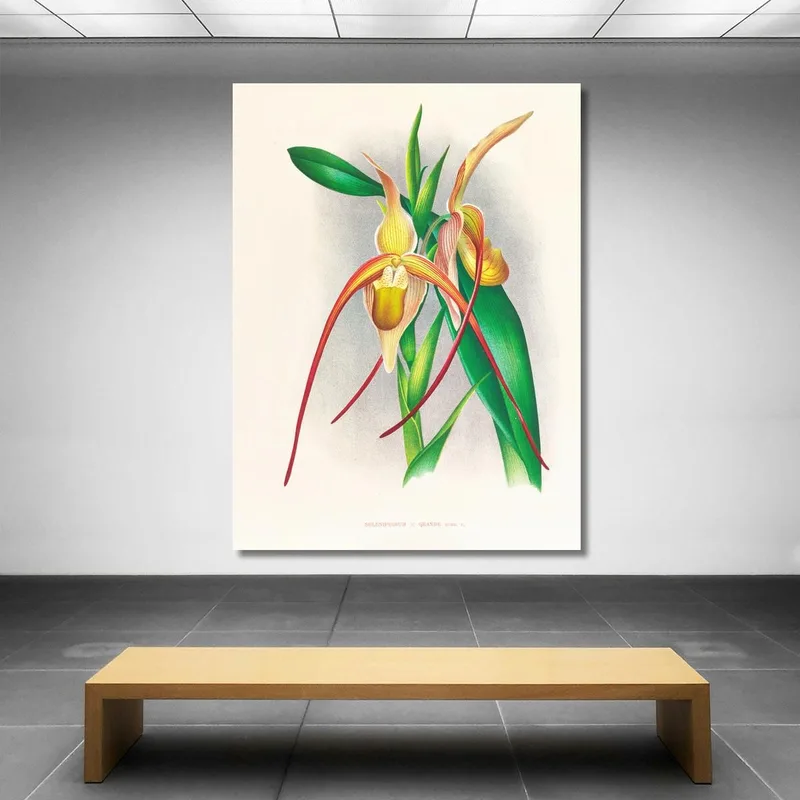 Botanical Illustrations Selenipedium Grande Jean Jules Linden