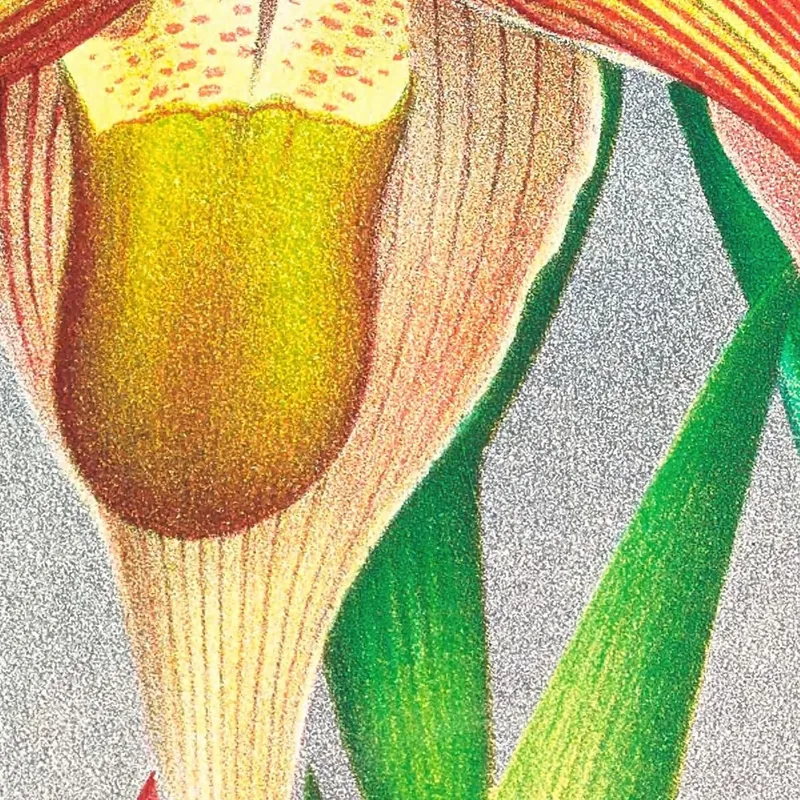 Botanical Illustrations Selenipedium Grande Jean Jules Linden