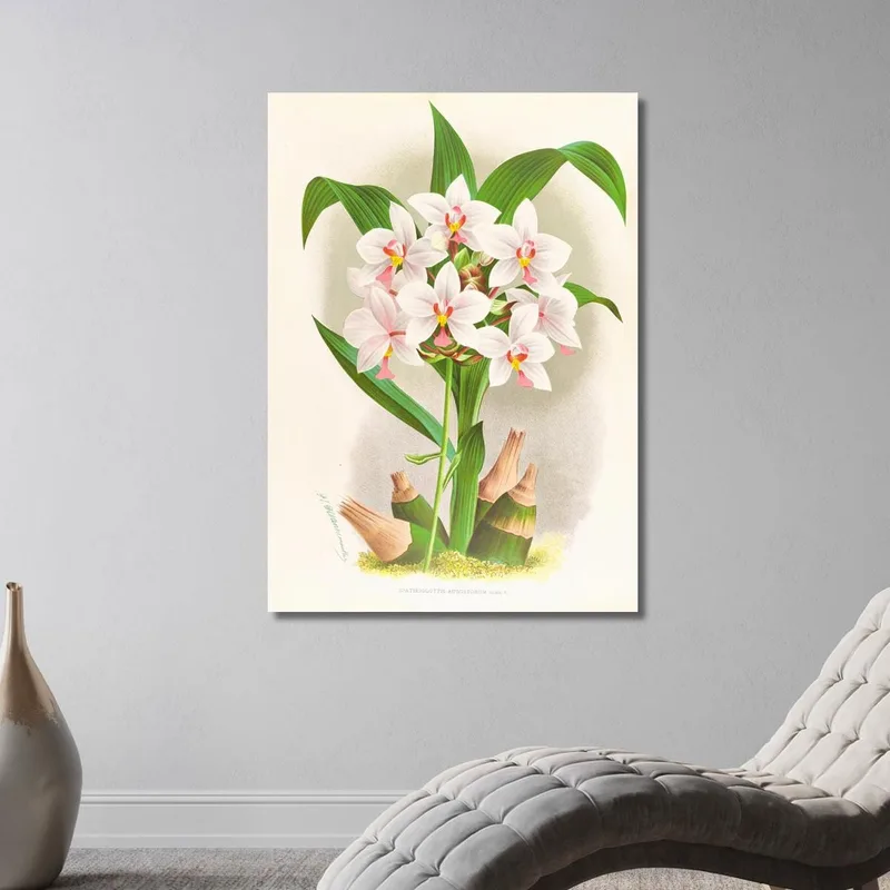 Botanical Illustrations Spathoglottis Augustorum Jean Jules Linden