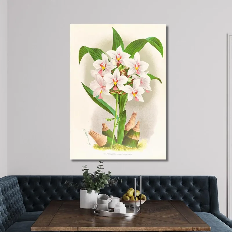 Botanical Illustrations Spathoglottis Augustorum Jean Jules Linden