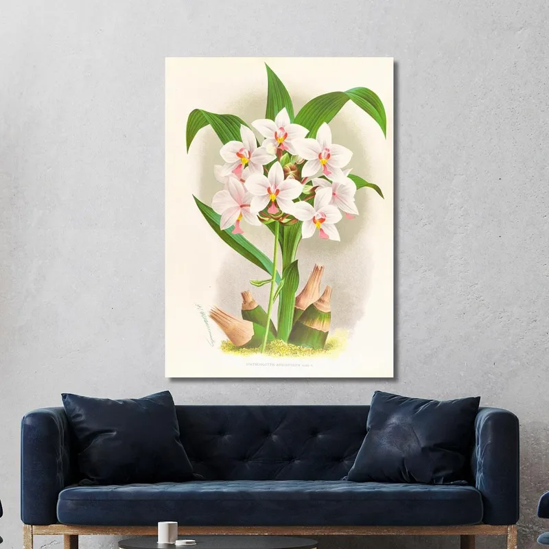 Botanical Illustrations Spathoglottis Augustorum Jean Jules Linden