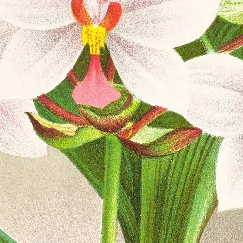 Botanical Illustrations Spathoglottis Augustorum Jean Jules Linden